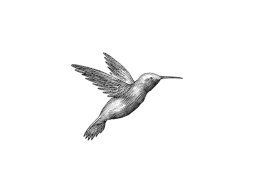 humming bird art